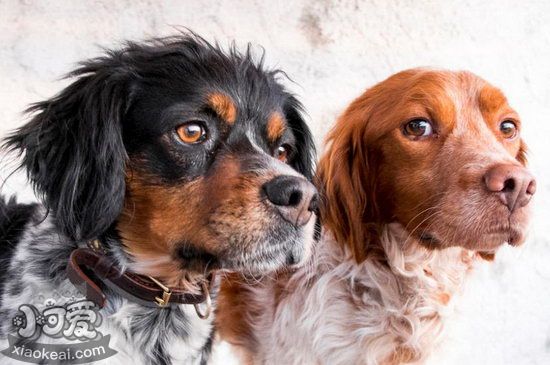 布列塔尼犬耳朵怎么清潔 布列塔尼犬耳朵清潔護理流程1
