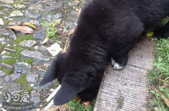 西帕基犬吃什么狗糧好 西帕基犬狗糧選擇推薦1