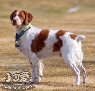 布列塔尼犬性格怎么樣 布列塔尼犬性格介紹