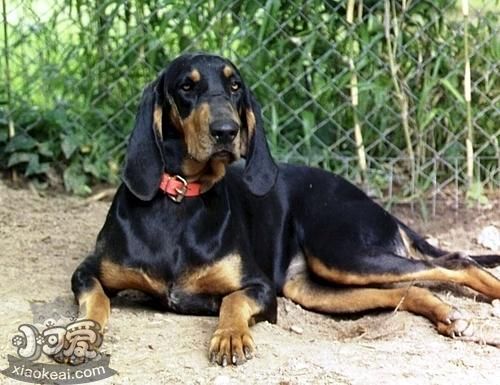 黑褐獵浣熊犬怎么喂養 黑褐獵浣熊犬喂養要點