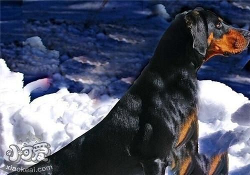 黑褐獵浣熊犬性格怎么樣 黑褐獵浣熊犬性格特點(diǎn)介紹