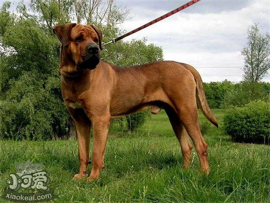 日本土佐犬怎么養(yǎng) 日本土佐犬飼養(yǎng)心得1
