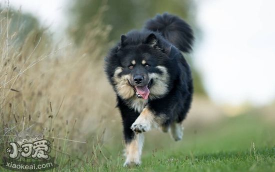 芬蘭拉普獵犬好養嗎 芬蘭拉普獵犬飼養經驗分享