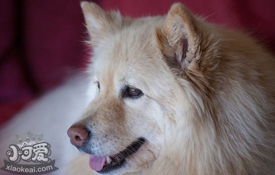 芬蘭拉普獵犬怎么剪指甲 芬蘭拉普獵犬剪指甲步驟