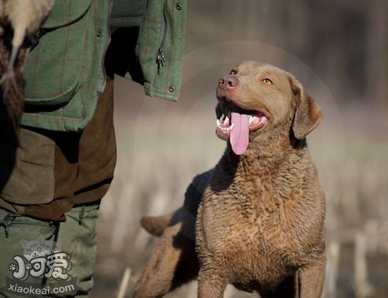 乞沙比克獵犬怎么消除淚痕 淚痕清潔方法