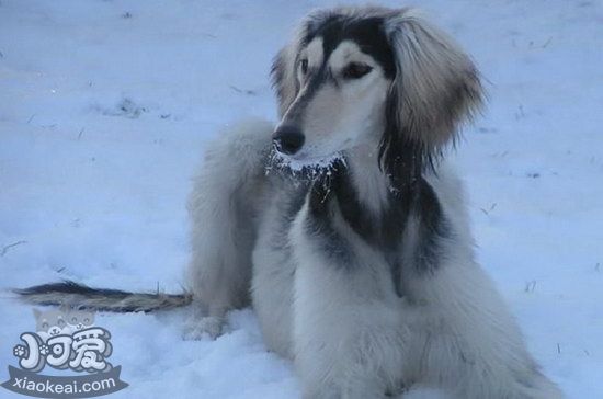 薩路基獵犬怎么修剪指甲 薩路基獵犬剪指甲方法1
