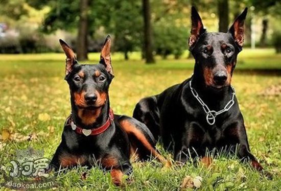 德國(guó)賓莎犬怎么養(yǎng) 德國(guó)賓莎犬飼養(yǎng)技巧