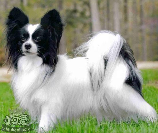 羅秦犬能吃豬肉嗎 豬肉營養高