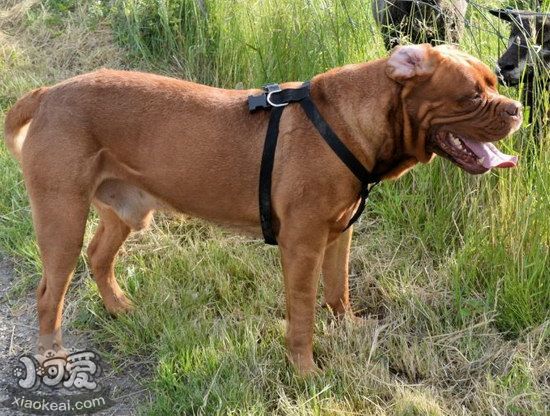 波爾多犬怎么剪指甲 波爾多犬修剪指甲技巧1