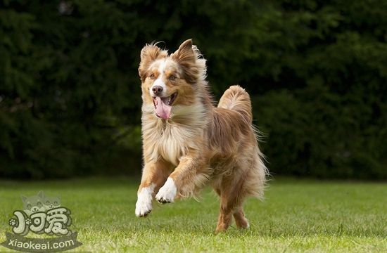 澳大利亞牧羊犬毛發(fā)怎么打理 澳洲牧羊犬毛發(fā)打理方法