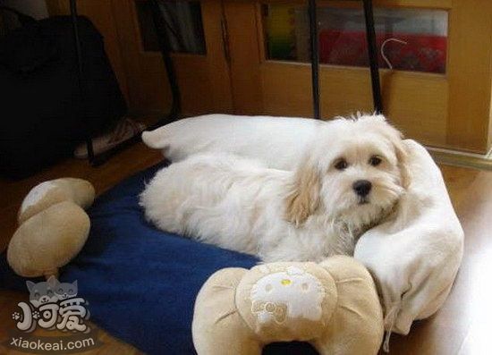 迷你貝吉格里芬凡丁犬指甲剪出血了處理方法1