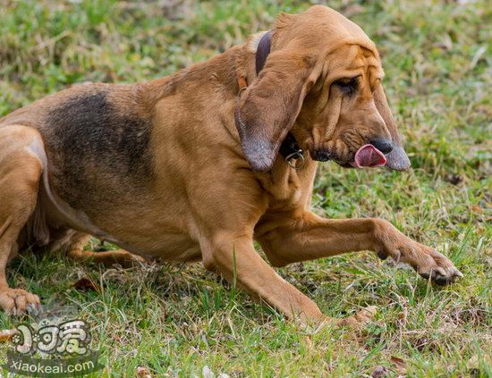 尋血獵犬耳朵怎么清潔 尋血獵犬耳朵護(hù)理方法1