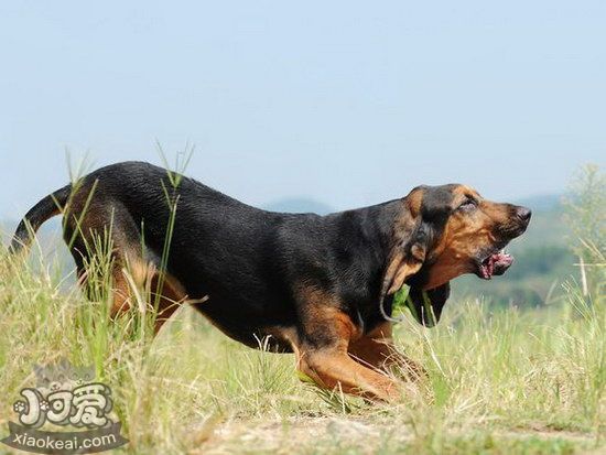 尋血獵犬發(fā)燒怎么解決 尋血獵犬發(fā)燒處理方案1