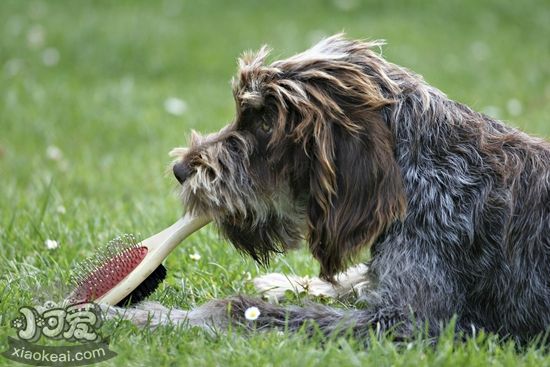 剛毛指示格里芬犬怎么喂食 剛毛指示格里芬犬喂食要點(diǎn)