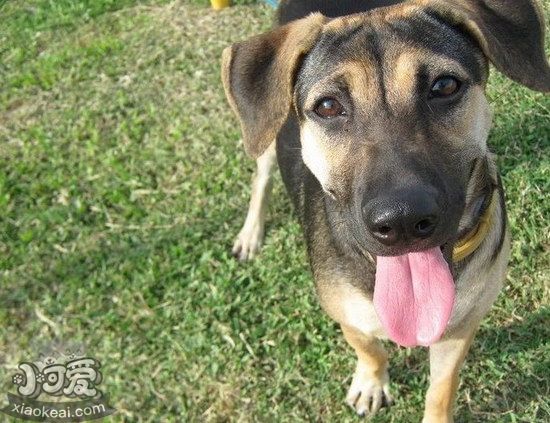 法國狼犬夏季飲食要注意什么 法國狼犬夏天飲食注意事項1