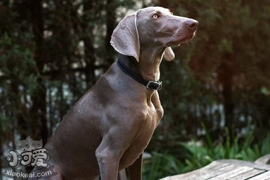 威瑪獵犬牙齒怎么洗 威瑪獵犬口腔護(hù)理清潔1