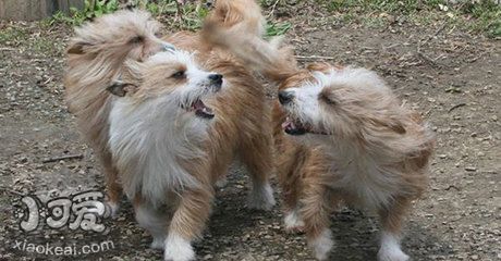 葡萄牙波登可犬抽搐怎么辦 葡萄牙波登可犬抽搐應對方法