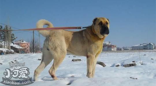 安納托利亞牧羊犬狗瘟能治好嗎
