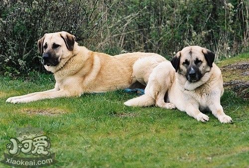 安納托利亞牧羊犬好養(yǎng)嗎 安納托利亞牧羊犬馴養(yǎng)技巧