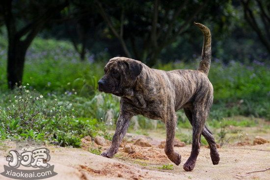 加納利幼犬玩具怎么選 西班牙加納利犬玩具選擇推薦1