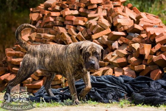 加納利犬嘔吐怎么辦 西班牙加納利犬嘔吐處理方法1