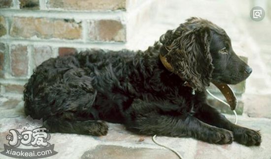 博伊金獵犬怎么美容 博伊金獵犬毛發美容方法