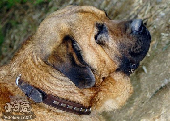 馬士提夫獒犬感冒怎么辦 馬士提夫獒犬感冒治療方法1