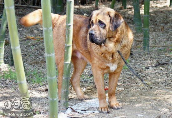 馬士提夫犬耳朵怎么清潔 馬士提夫獒犬耳朵護理方法