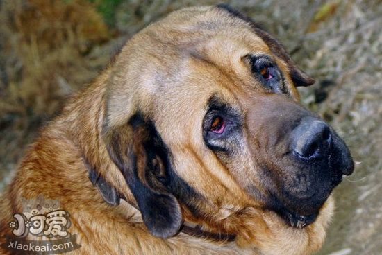 馬士提夫犬牙齒怎么清潔 馬士提夫獒犬口腔護(hù)理方法1
