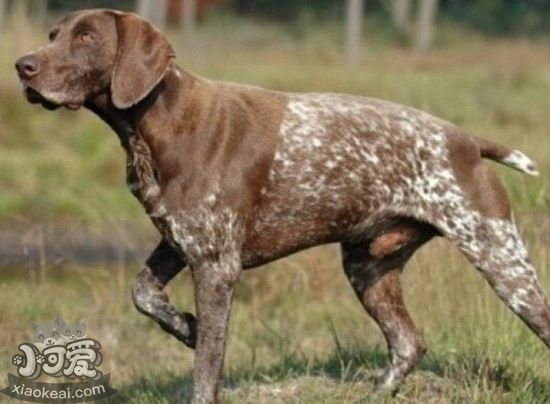 波音達(dá)獵犬怎么養(yǎng) 波音達(dá)獵犬飼養(yǎng)心得1