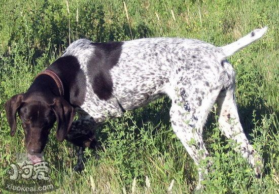 波音達(dá)獵犬感冒怎么辦 波音達(dá)獵犬感冒治療方法1