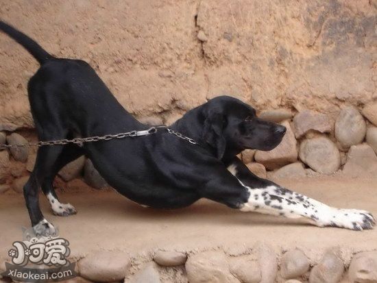 波音達獵犬怎么驅(qū)蟲 波音達獵犬驅(qū)蟲方法1