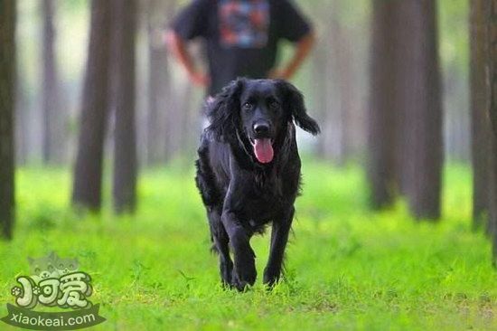 卷毛尋回犬感冒怎么辦 卷毛尋回犬感冒治療方法1
