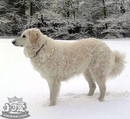 庫瓦茲犬怎么預防中暑 中暑解決辦法