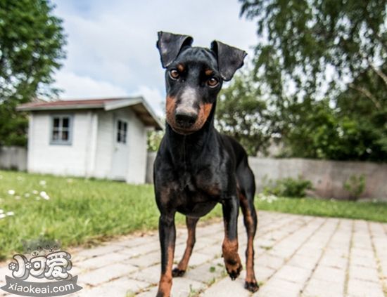 玩具曼徹斯特犬吃什么好 曼徹斯特梗禁忌食物