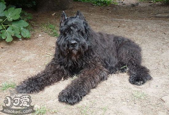 波蘭德斯布比野犬怎么驅(qū)蟲(chóng) 波蘭德斯布比野犬驅(qū)蟲(chóng)方法1