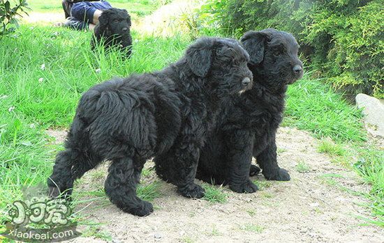 波蘭德斯布比野犬耳螨治療方法1