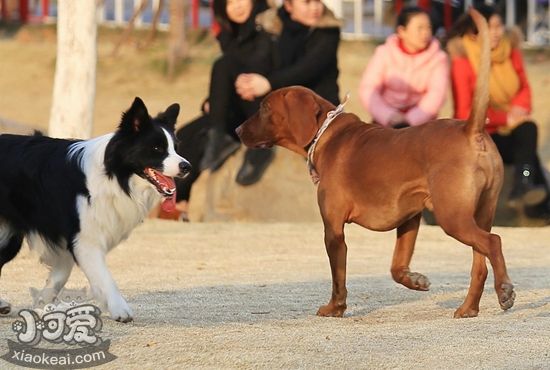 紅骨獵浣熊犬結膜炎怎么治療 紅骨獵浣熊犬結膜炎治療方法