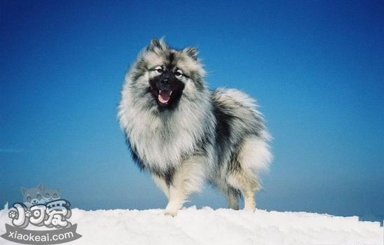 荷蘭毛獅犬發燒怎么辦 荷蘭毛獅犬發燒治療方法