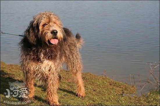獵水獺犬不能吃什么東西 奧達獵犬不能吃的食物有哪些1