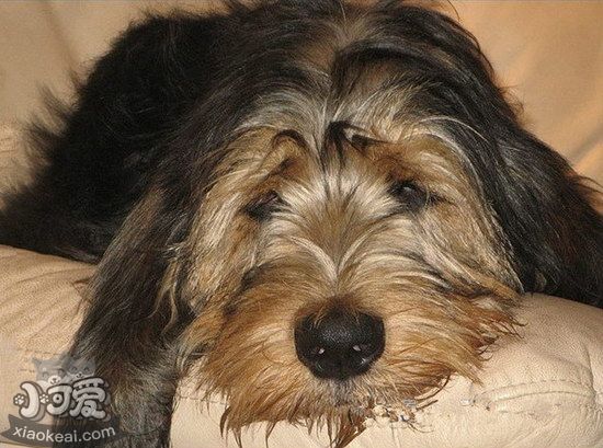 奧達(dá)獵犬怎么洗澡 獵水獺犬洗澡步驟1