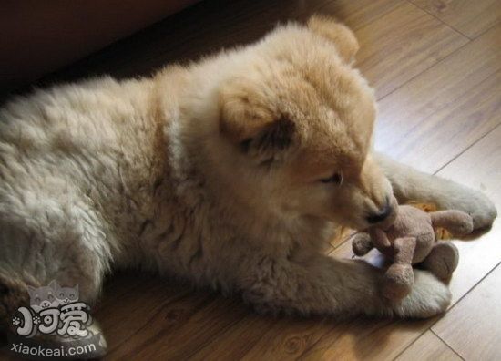 愛爾蘭獵狼犬牙結(jié)石預(yù)防治療方法1