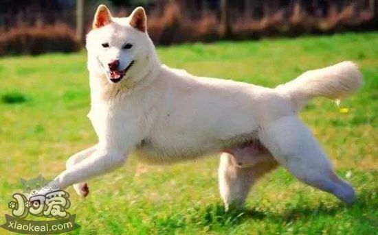 怎么預防卡南犬中暑 卡南犬預防中暑方法