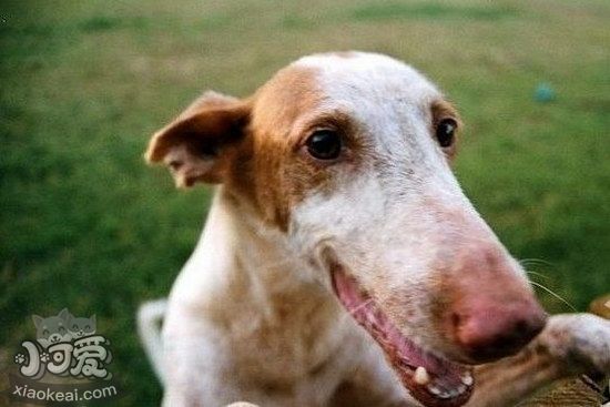 伊比贊獵犬怎么驅蟲 伊比贊獵犬驅蟲方法