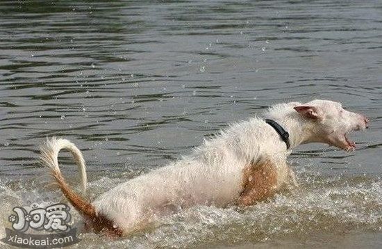 伊比贊獵犬拉稀怎么辦 伊比贊獵犬拉肚子解決方法1
