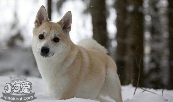 挪威布哈德犬耳朵怎么清潔 挪威布哈德犬耳朵清潔方法