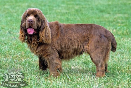 蘇塞克斯獵犬耳朵怎么清理 蘇塞克斯獵犬耳朵清理教程