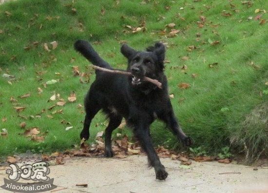 平毛尋回獵犬怎么養 平毛尋回獵犬飼養注意事項1