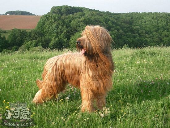 伯瑞犬牙齒怎么清洗 布雷獵犬口腔護(hù)理流程