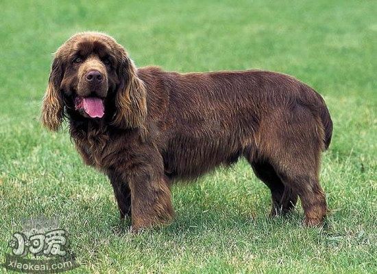 布雷獵犬拉稀怎么辦 伯瑞犬拉稀治療辦法